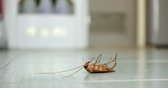 dead cockroach on floor