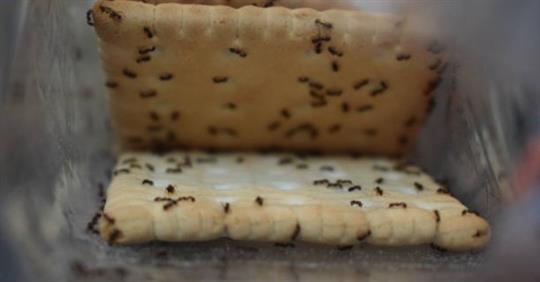 ants on crackers