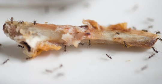 ants on food in kitchen