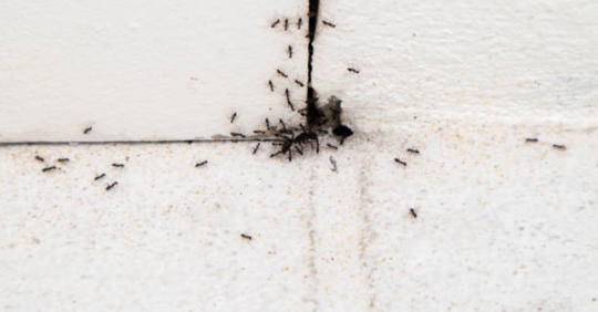 ants in home
