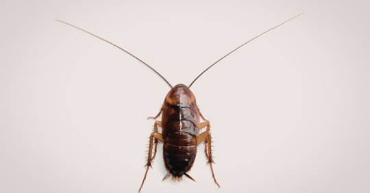 cockroach