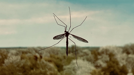 mosquito