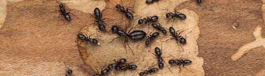 carpenter ants