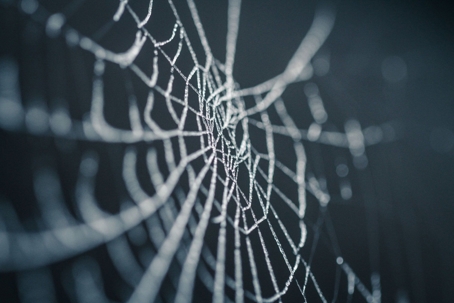Close-up of a spider web