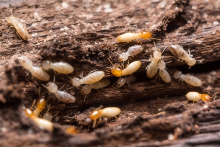 termites