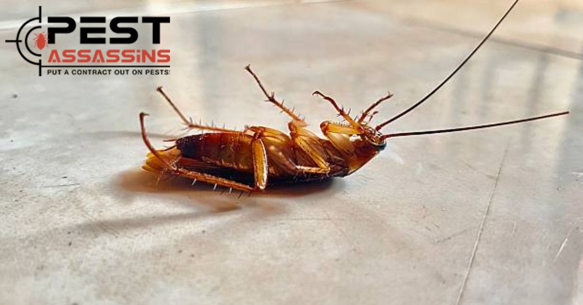 Cockroach Control: How to Keep Your Home Clean and Safe