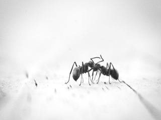ant