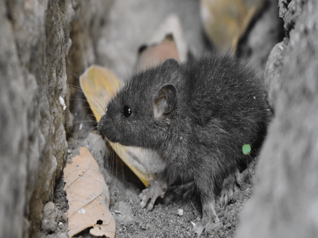 house mice