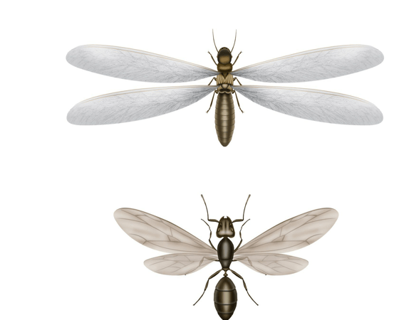 termite swarmer and ant swarmer