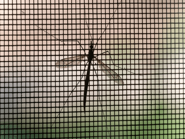 mosquito on windows