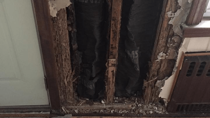 damaged cause of termites