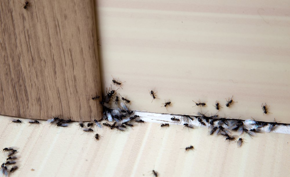 ants on floor