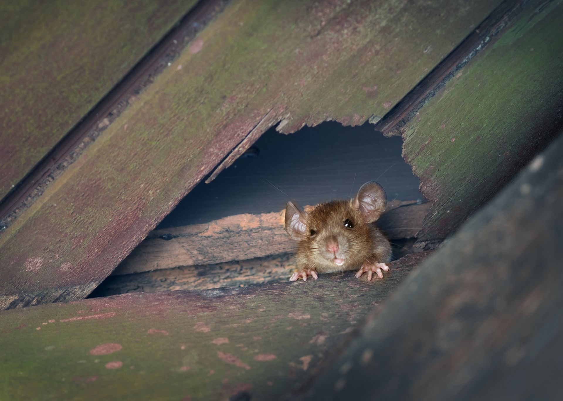Pest Assassins | Rodent Proofing Your Home In New England